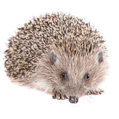 Cute wild hedgehog isolated