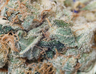 Marijuana bud
