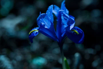 Crédence de cuisine en verre imprimé Iris Spring, blue iris flower on a dark background