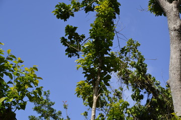 Naturpark Guadelupe / Dschungel / Natur / Wildlife