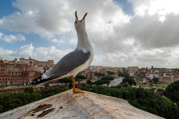 Möwen Schrei in Rom