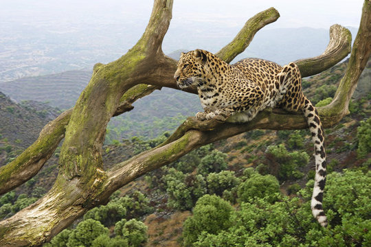 leopard on a branch