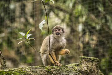 Affen in der Karibik / Kapuzineräffchen / Affen / Wildlife /  jungle