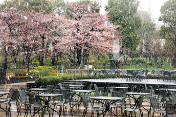 Fototapeta premium 名残の雪