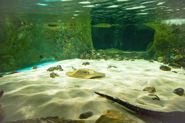 razza in acquario © francesco