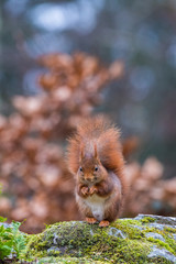 Écureuil en foret de Fontainebleau