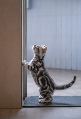 Cute American short hair cat cub
