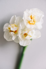 beautiful blossoming Narcissus flower on the grey wall background, close up view 