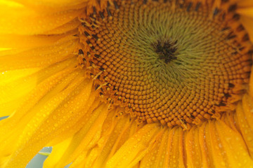 sunflower 