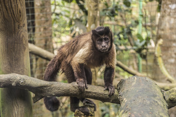 Affen in der Karibik / Kapuzineräffchen / Affen / Wildlife /  jungle
