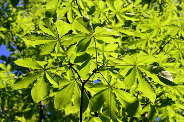Japanese horse-chestnut-1