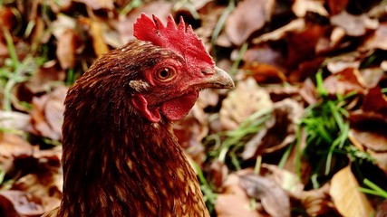 Henne, Huhn, Hahn Portrait, Nahaufnahme