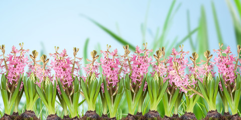 Obraz na płótnie Canvas Poster, spring flowers, hyacinthus in the grass on a blue background