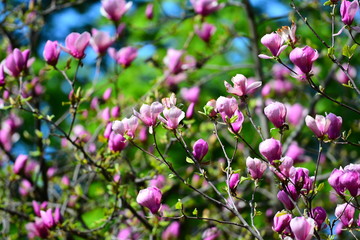 Colorful, magic magnolia garden view. Blossom spring landscape.