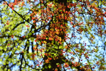  Spring Linden blooms  view. Spring landscape.