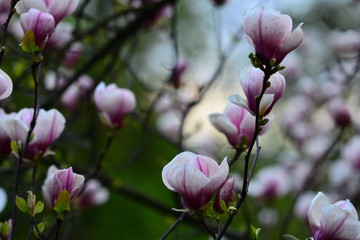 Pink-purple magnolia flowers. Close up landscape.