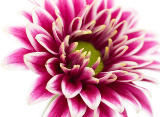 pink chrysanthemum on a white background