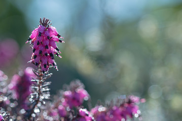 sprintime, Heather wild flowers. Small violet flowers