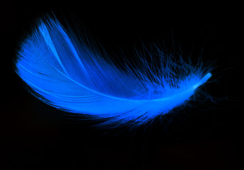 Naklejka premium Blue feather on a black background