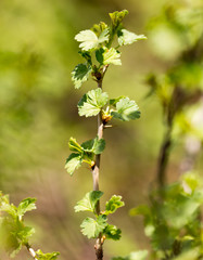 Young green leaves on branches in spring