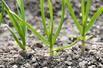 Saplings of onion in the garden in the spring