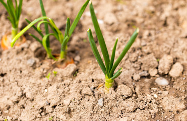 Saplings of onion in the garden in the spring