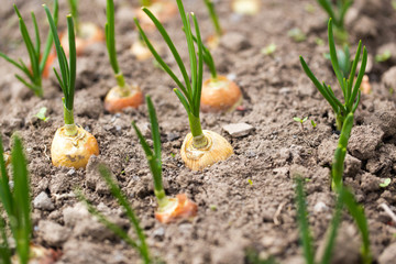 Saplings of onion in the garden in the spring