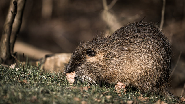 Bieberratte in Brandenburg
