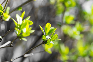 Young green leaves on branches in spring
