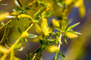 Yellow flowers on willow branches in spring