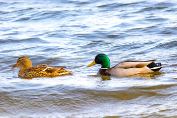 wild drake and ducks sailing along the river