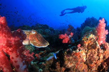 Pharaoh Cuttlefish and scuba diver