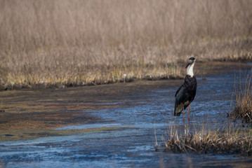 Woolly-necked stork (Ciconia episcopus)