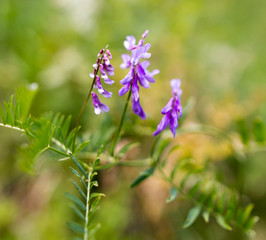 Beautiful blue flower in the wild