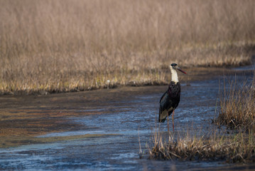 Woolly-necked stork (Ciconia episcopus)