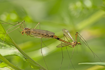 Couple de moustiques géants rayés jaune et noir en train de se reproduire Acte de reproduction de deux cousins en pleine nature.