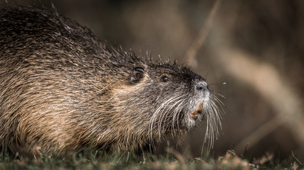 Bieberratte in Brandenburg