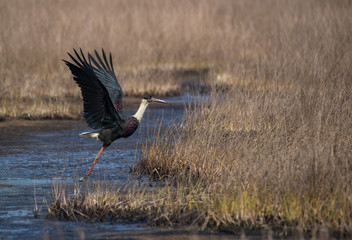 Woolly-necked stork (Ciconia episcopus)