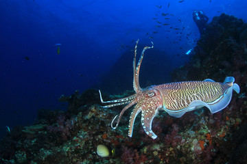 Pharaoh Cuttlefish on coral reef