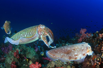 Obraz na płótnie Canvas Pharaoh Cuttlefish mating