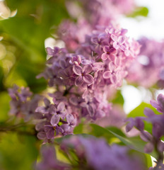 Lilac flowers on a tree in spring