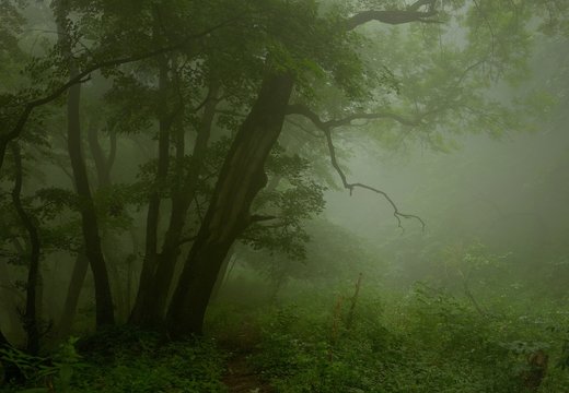 Fototapeta Foggy forest
