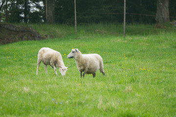 A herd of sheep is grazing on the green meadow on the Korteniemi Heritage Farm that is located in the Liesjärvi National Park, Finland, Europe