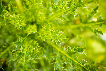 A green prickly plant in nature as a background