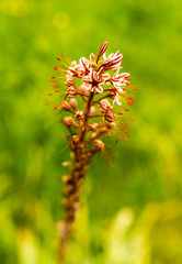 Beautiful red flower in the wild