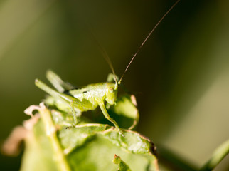 Grasshopper in green grass on nature