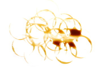 Coffee foam and glass stains isolated on white background, top view