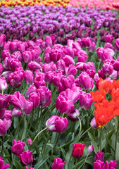 purple tulips flowers blooming in a garden