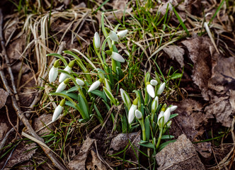 first snowdrops