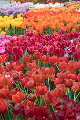 colorful tulips flowers blooming in a garden
